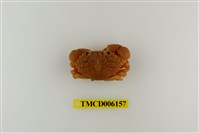 藏品(環紋金沙蟹)的圖片